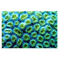 Fotografie Full frame shot of blue flowering plants,Maldives, heath friedlander / 500px, 40x26.7