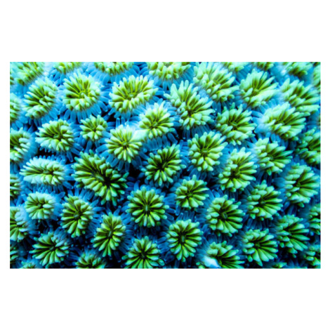 Umělecká fotografie Full frame shot of blue flowering plants,Maldives, heath friedlander / 500px