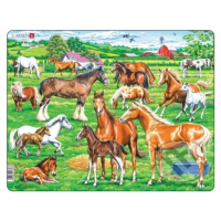 Kone - rôzne druhy (FH50) (Beautiful horses of different breeds, colours and sizes) - puzzle z k