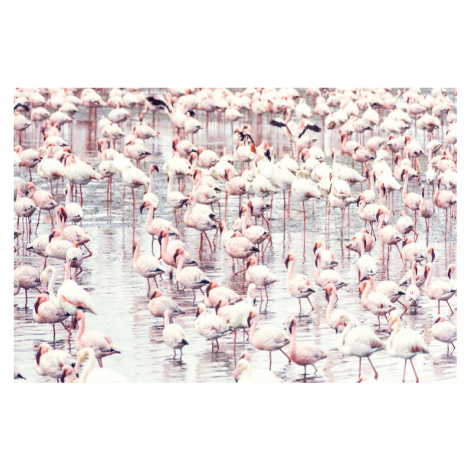 Fotografie Flock of flamingos, Sisi & Seb, 40 × 26.7 cm