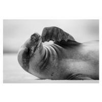 Umělecká fotografie Mono close-up of crabeater seal scratching, Nick Dale / 500px, (40 x 26.7 cm