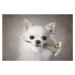 Fotografie Chihuahua with flowers, Lienjp, 40 × 26.7 cm