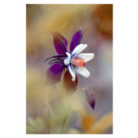 Fotografie Columbine, Jacky Parker, 26.7 × 40 cm