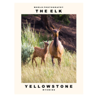 Fotografie The Elk (Yellowstone, Wyoming), 30 × 40 cm