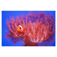 Fotografie Finding Nemo, Wendy, 40 × 26.7 cm