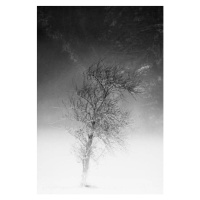 Fotografie the tree and frozen soil in black and white, Alessandro Pianalto, 26.7 × 40 cm