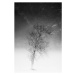 Fotografie the tree and frozen soil in black and white, Alessandro Pianalto, 26.7 × 40 cm