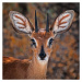 Fotografie Steenbok, one of the smallest antelope in the world, Mathilde Guillemot, 40 × 40 cm