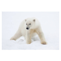 Fotografie Polar Bear Cub on Snow, Galaxiid, 40 × 26.7 cm