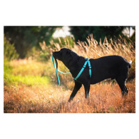 Vsepropejska Fugas postroj pro psa s vodítkem Barva: Tyrkysová, Obvod hrudníku: 36 - 55 cm