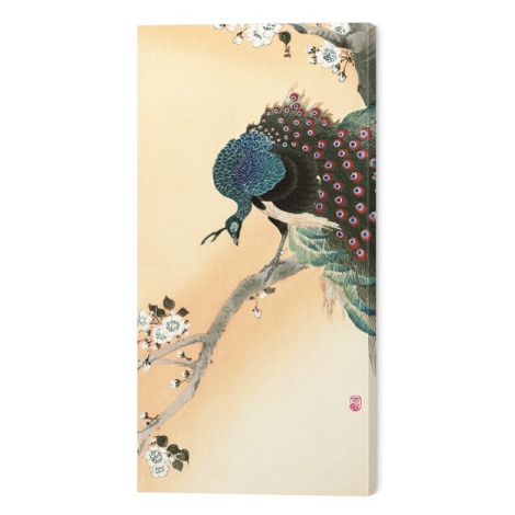 Obraz na plátně Ohara Koson - Peacock on a Cherry Blossom Tree, (30 x 60 cm) Pyramid