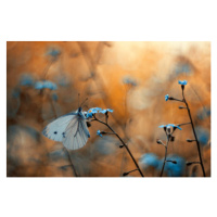 Fotografie Close-up of butterfly on plant, pozytywka / 500px, (40 x 26.7 cm)