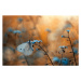 Umělecká fotografie Close-up of butterfly on plant, pozytywka / 500px, (40 x 26.7 cm)