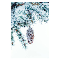 Ilustrace Snow covered Frosty Ice Close-up Pine, oxygen, 26.7 × 40 cm