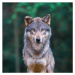 Fotografie Grey wolf  looking straight in, tilo, (40 x 40 cm)