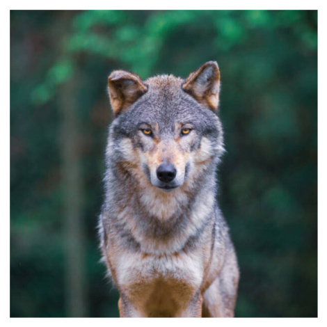 Umělecká fotografie Grey wolf  looking straight in, tilo, (40 x 40 cm)
