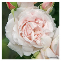 Růže Kordes Parfuma 'Constanze Mozart' 2 litry