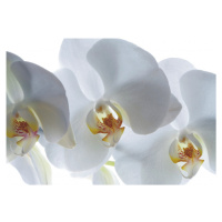 FTSs0832 Obrazová fototapeta na zeď jednodílná Orchidea, velikost 180 x 127 cm