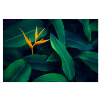 Fotografie tropical leaves colorful flower on dark, sarayut Thaneerat, 40 × 26.7 cm