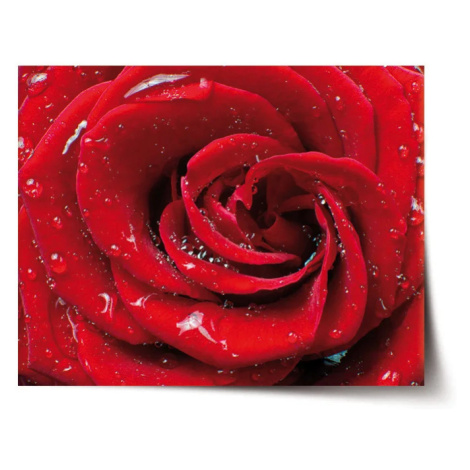 Plakát Růže - 60x40 cm