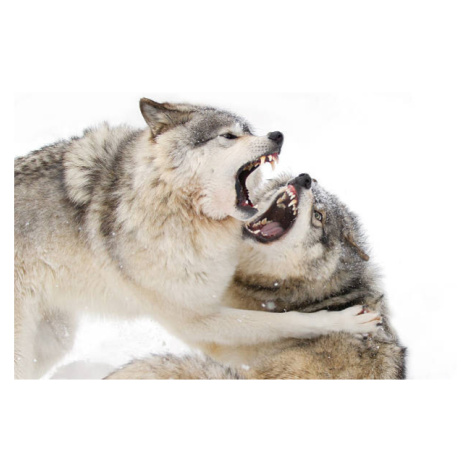 Umělecká fotografie Timber wolves play fighting in the snow, Jim Cumming, (40 x 26.7 cm)