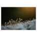 Fotografie Close up of dew on frosty, Catherine Falls Commercial, 40 × 26.7 cm