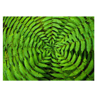 Fotografie Fern Circle Background, georgeclerk, 40 × 26.7 cm