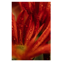 Fotografie Detail of red flowers 2, Javier Pardina, 26.7x40 cm