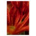 Fotografie Detail of red flowers 2, Javier Pardina, (26.7 x 40 cm)