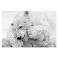 Fotografie Close-up of dog sleeping, HENLLY TATA / 500px, 40 × 26.7 cm