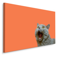 MyBestHome BOX Plátno Britská Kočka Na Oranžovém Pozadí Varianta: 30x20
