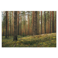 Fotografie Magic pinewood lawn. Dark toned green, Tatiana Lavrova, 40 × 26.7 cm