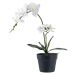 Umělá květina (výška 47 cm) Orchid – House Nordic