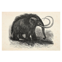 Ilustrace Engraving of extinct woolly mammoth from 1872, Grafissimo, 40 × 26.7 cm