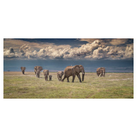 Fotografie Amboseli wonderland, Jeffrey C. Sink, 50x23.1 cm