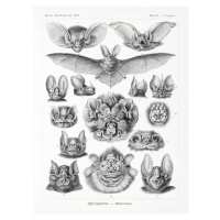 Obrazová reprodukce Chiroptera–Fledertiere, Ernst Haeckel, 30 × 40 cm