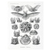 Obrazová reprodukce Chiroptera–Fledertiere (Bats / Academia) - Ernst Haeckel, 30x40 cm