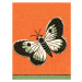 Fotografie Butterfly, CSA Images, (30 x 40 cm)