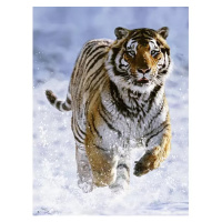 Tygr na sněhu 500 dílků