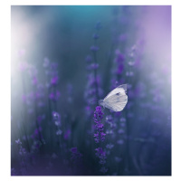 Fotografie Lavender Queen, Juliana Nan, 40 × 40 cm