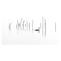 Fotografie Silhouette of Swan swimming through fish, RelaxFoto.de, 40 × 22.2 cm