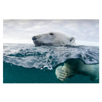 Fotografie Underwater Polar Bear in Hudson Bay, Canada, Paul Souders, 40 × 26.7 cm