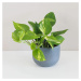 Pothos Epipremnum aureum