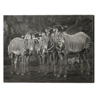 Obraz na plátně Marina Cano - Zebras, (80 x 60 cm)