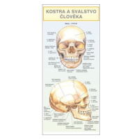 Kostra a svalstvo člověka