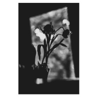 Umělecká fotografie Black and white portrait of tulips, by Patricia Gee, (26.7 x 40 cm)