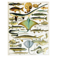 Obrazová reprodukce Illustration of  Fish  c.1923, Millot, Adolphe Philippe, 30x40 cm