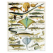 Millot, Adolphe Philippe - Obrazová reprodukce Illustration of  Fish  c.1923, (30 x 40 cm)