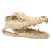 Dekorace Repti Planet Krokodýl lebka 13,8x6,8x6,5cm