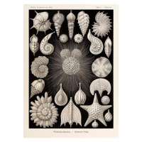 Obrazová reprodukce Plate 2 Globigerina Thalamophora, Haeckel, Ernst, 30 × 40 cm